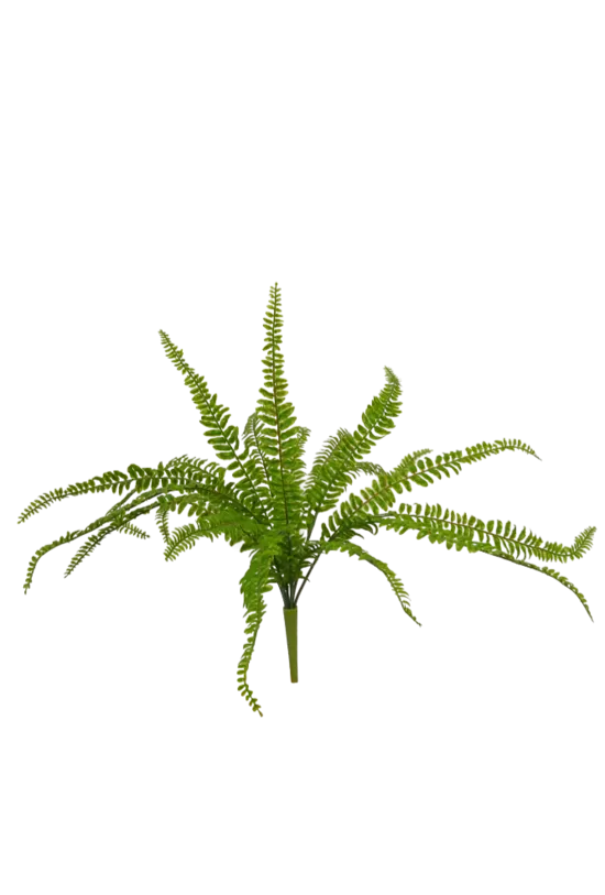 Deer Fern