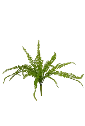 Deer Fern